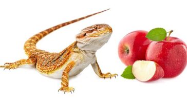 A bearded dragon sitting next to a sliced apple, illustrating the topic of whether bearded dragons can safely eat apples as part of their diet.