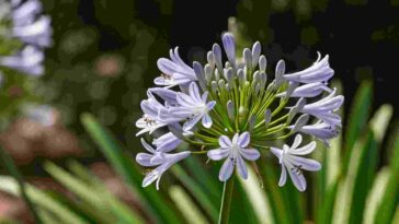 Agapanthus in Full Bloom in Temecula