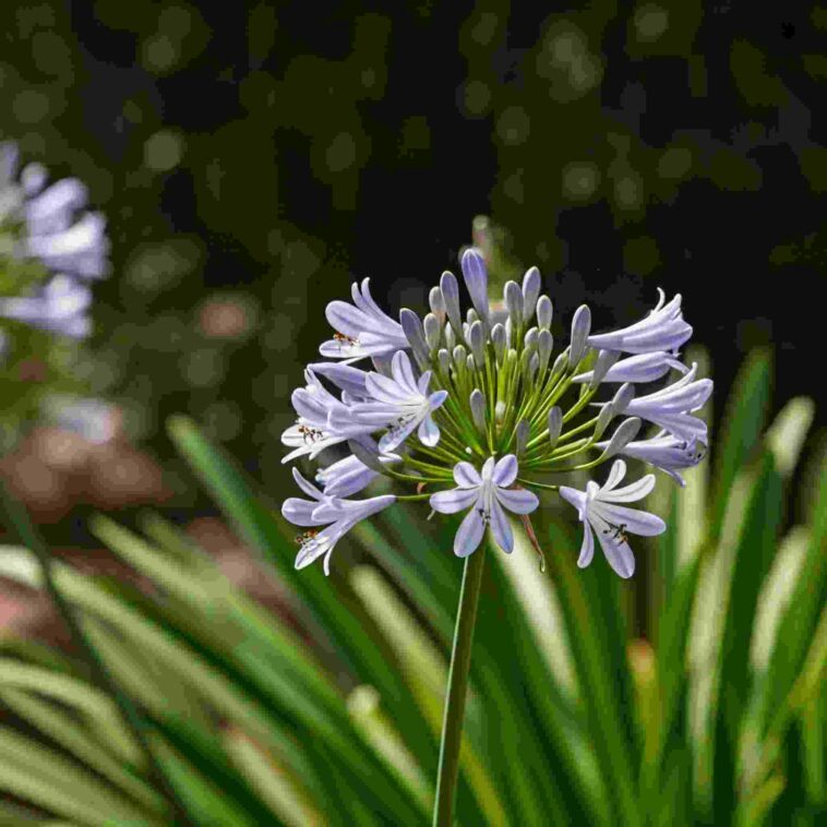 Agapanthus in Full Bloom in Temecula