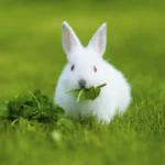 wheatgrass too nutritional for Bunny