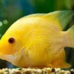 A vibrant Severum fish swimming in an aquarium, showcasing its bright colors. The article discusses its dietary needs, emphasizing a balanced diet of plant and animal foods to ensure health and vitality.