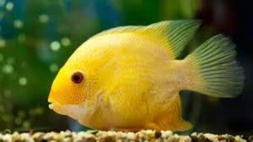 A vibrant Severum fish swimming in an aquarium, showcasing its bright colors. The article discusses its dietary needs, emphasizing a balanced diet of plant and animal foods to ensure health and vitality.