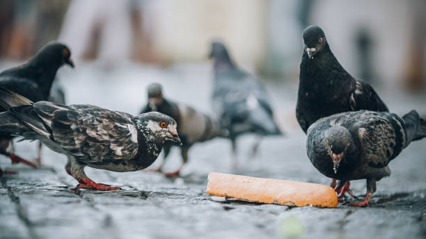 A pigeon pecking at seeds on the ground, surrounded by city buildings, illustrating its adaptation to urban environments and diverse diet.