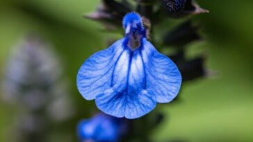 A close-up macro photograph of a blue Monday Salvia flower, showcasing its intricate details and vibrant color.