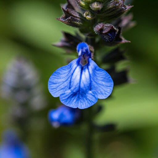 A close-up macro photograph of a blue Monday Salvia flower, showcasing its intricate details and vibrant color.