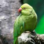 A close-up of a vibrant parakeet perched on a branch inside its cage, showcasing its bright green and yellow plumage. The focus is on the bird's tail feathers, which appear slightly worn, illustrating the potential changes in feather condition during the breeding season. The background includes colorful toys and perches, emphasizing the parakeet's lively habitat.