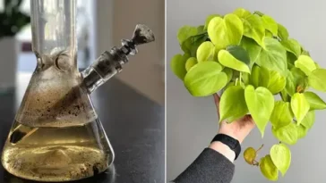 A close-up image of a water pipe, showcasing the bong water inside, surrounded by potted plants, illustrating the debate over using bong water as fertilizer.