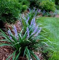 Blue Liriope Thrive in Temecula