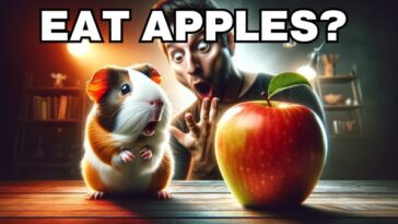 A cute guinea pig nibbling on a slice of apple, highlighting the importance of a balanced diet that includes safe treats for pets.