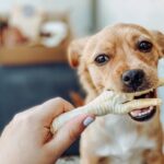 A happy dog chewing on a chicken foot, showcasing its enjoyment and promoting dental health and nutrition.