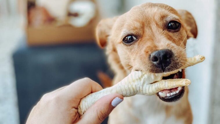 A happy dog chewing on a chicken foot, showcasing its enjoyment and promoting dental health and nutrition.