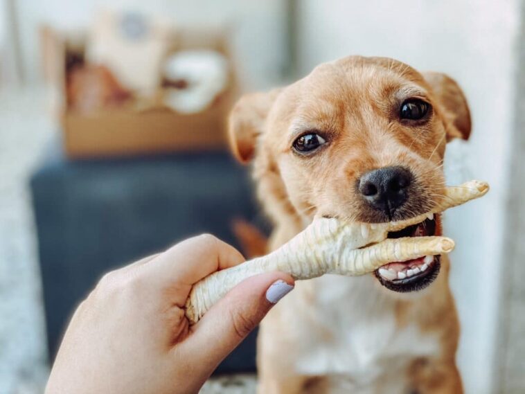 A happy dog chewing on a chicken foot, showcasing its enjoyment and promoting dental health and nutrition.