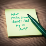 What Protein Should I Feed My Ants?