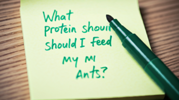 What Protein Should I Feed My Ants?